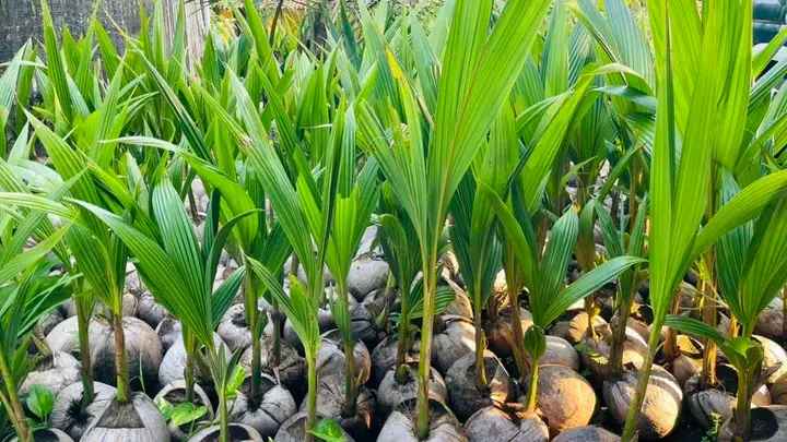 Bibit Kelapa Kopyor Jelly Thailand